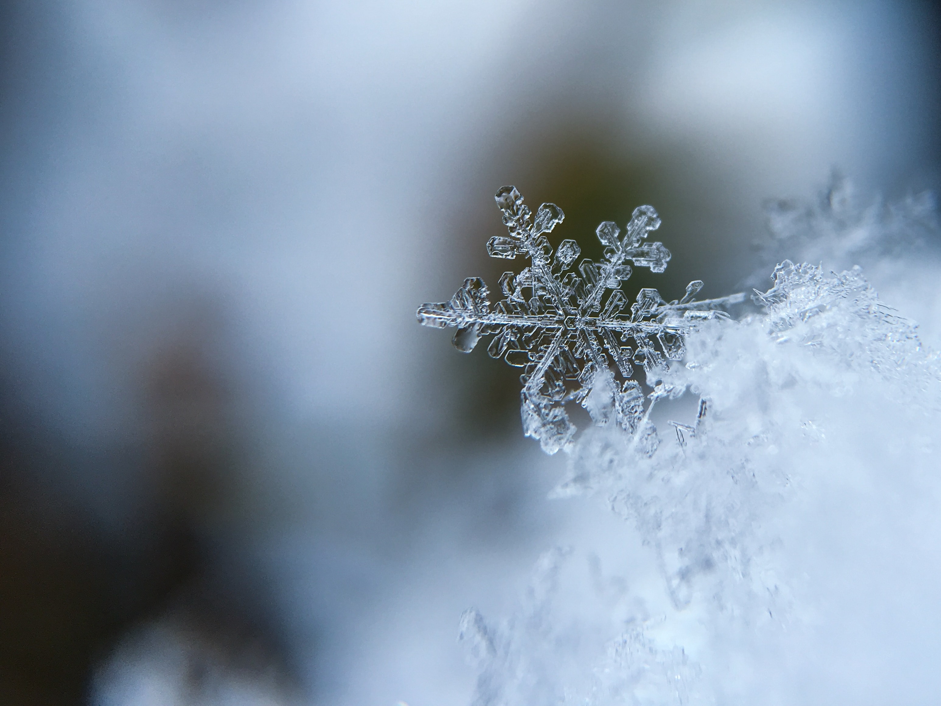 Makroaufnahme einer filigranen Schneeflocke auf frischem Schnee vor unscharfem, kühlem Hintergrund.